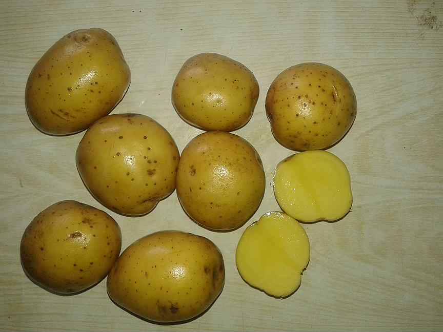 Сорт картофеля коломбо срок созревания