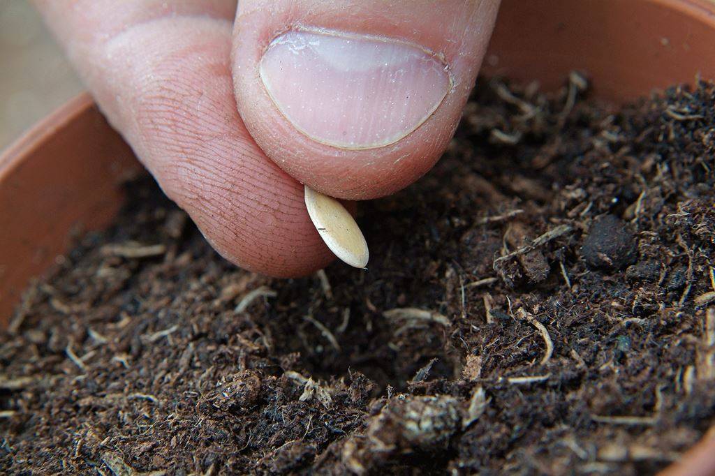 Посадка тыквы семенами в открытый грунт: сроки посева и уход