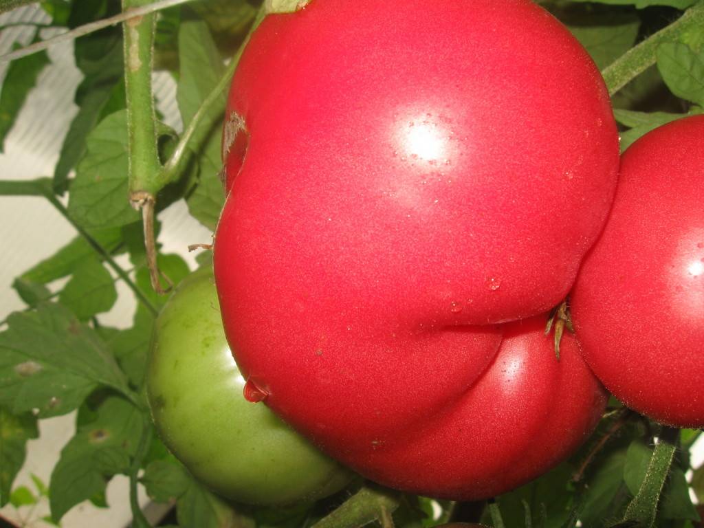 Описание и характеристика томатов сорта киевлянка - домашняя ферма