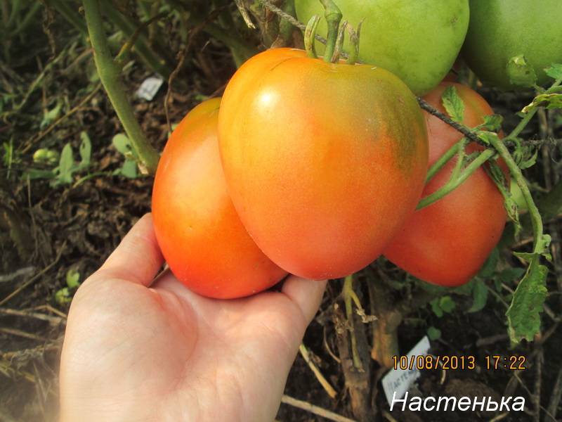 Томат настенька: характеристика и описание сорта сладких помидоров, фото и отзывы фермеров со стажем