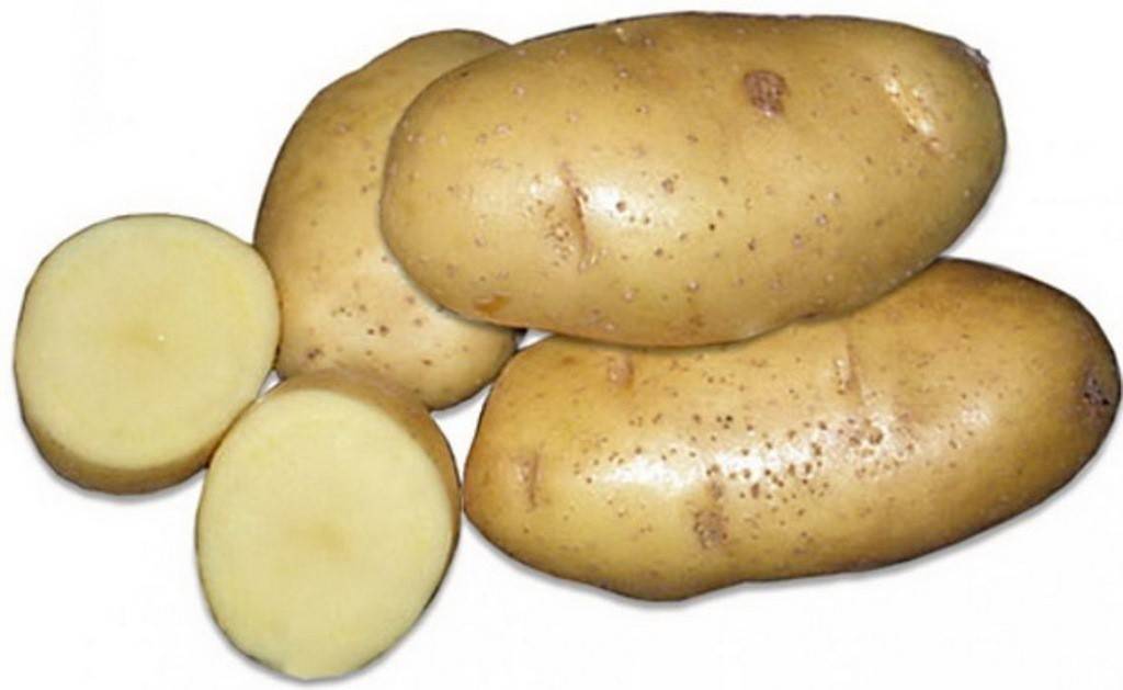 Картофель зекура: характеристика сорта, отзывы, вкусовые качества