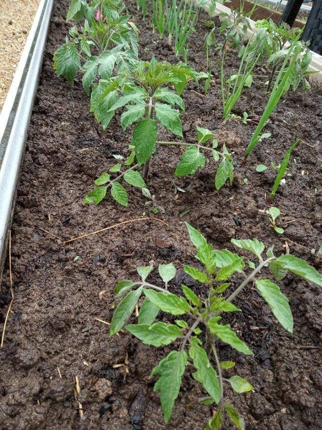 Секреты богатого урожая: нюансы посадки помидоров в открытый грунт и особенности ухода за ними