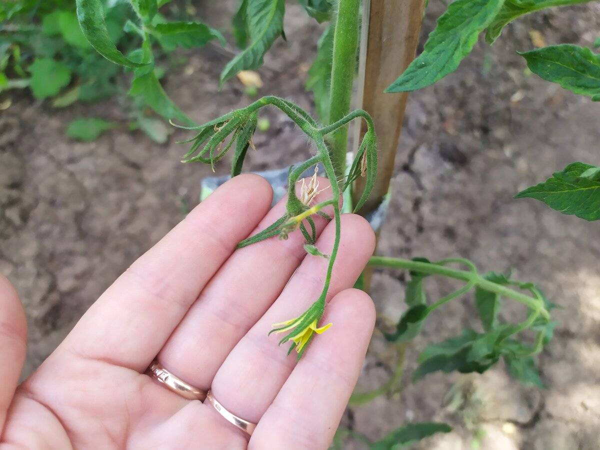 Корректируем уход за томатами: почему не цветут помидоры в теплице как правильно помочь кустам