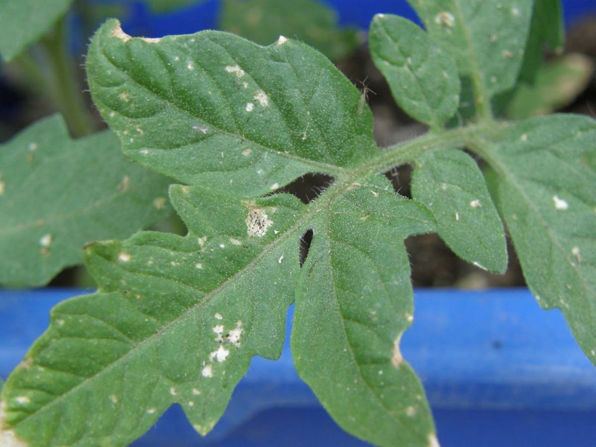 Белые пятна на листьях помидоров: причины и лечение пятнистости рассады томатов