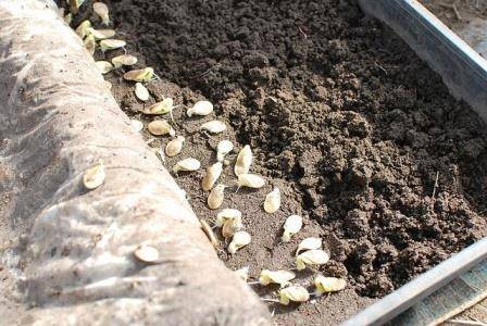 Посадка тыквы семенами в открытый грунт