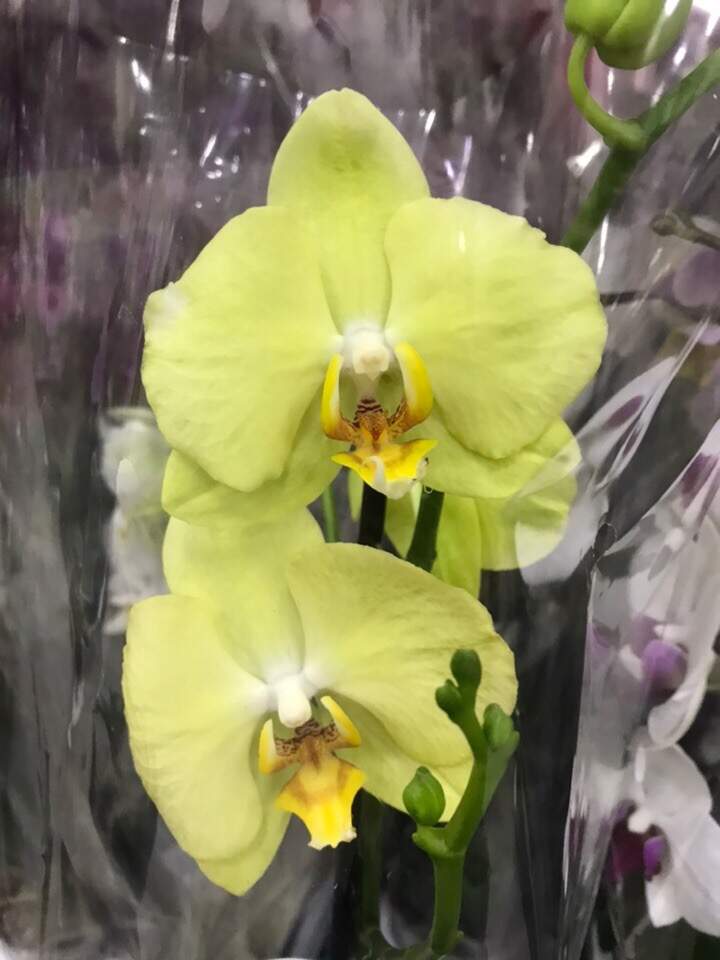 Желтая орхидея фаленопсис: описание и фото прекрасного цветка