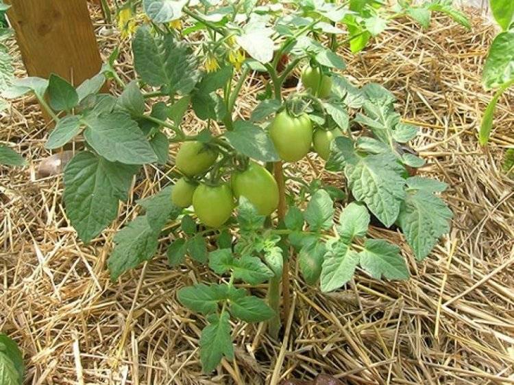 Можно ли мульчировать помидоры свежескошенной травой, в том числе газонной, какие зеленые культуры подойдут, как внести материал в почву под томаты?