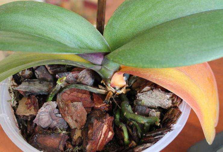 У орхидеи желтеют и опадают листья. причины и методы предотвращения.