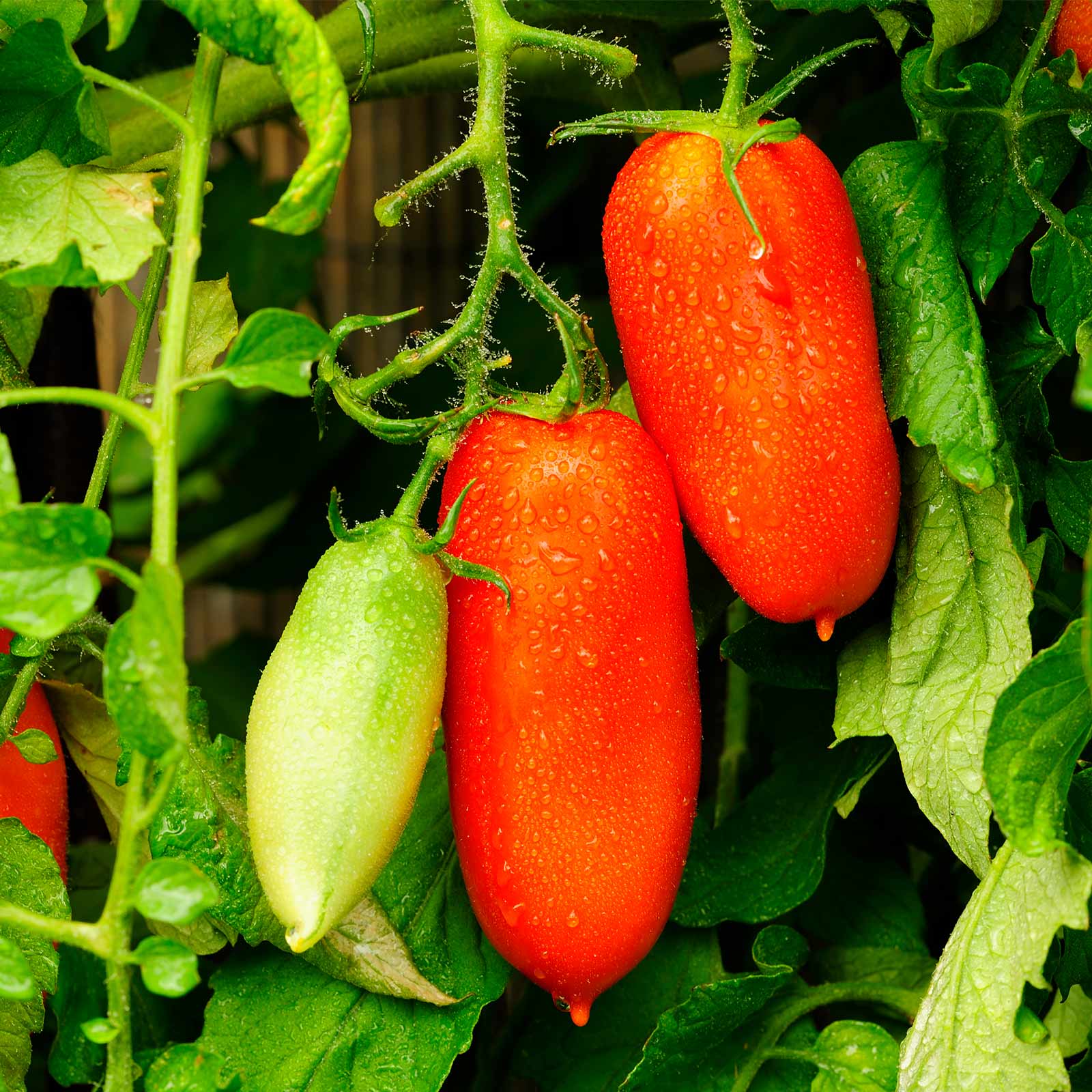 Томат «веселый гном» характеристика и описание сорта, особенности выращивания – все о томатах. выращивание томатов. сорта и рассада.