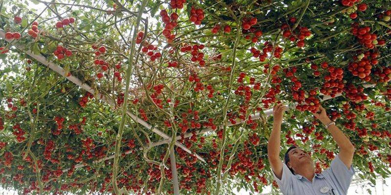 Как вырастить томатное дерево дома и в открытом грунте