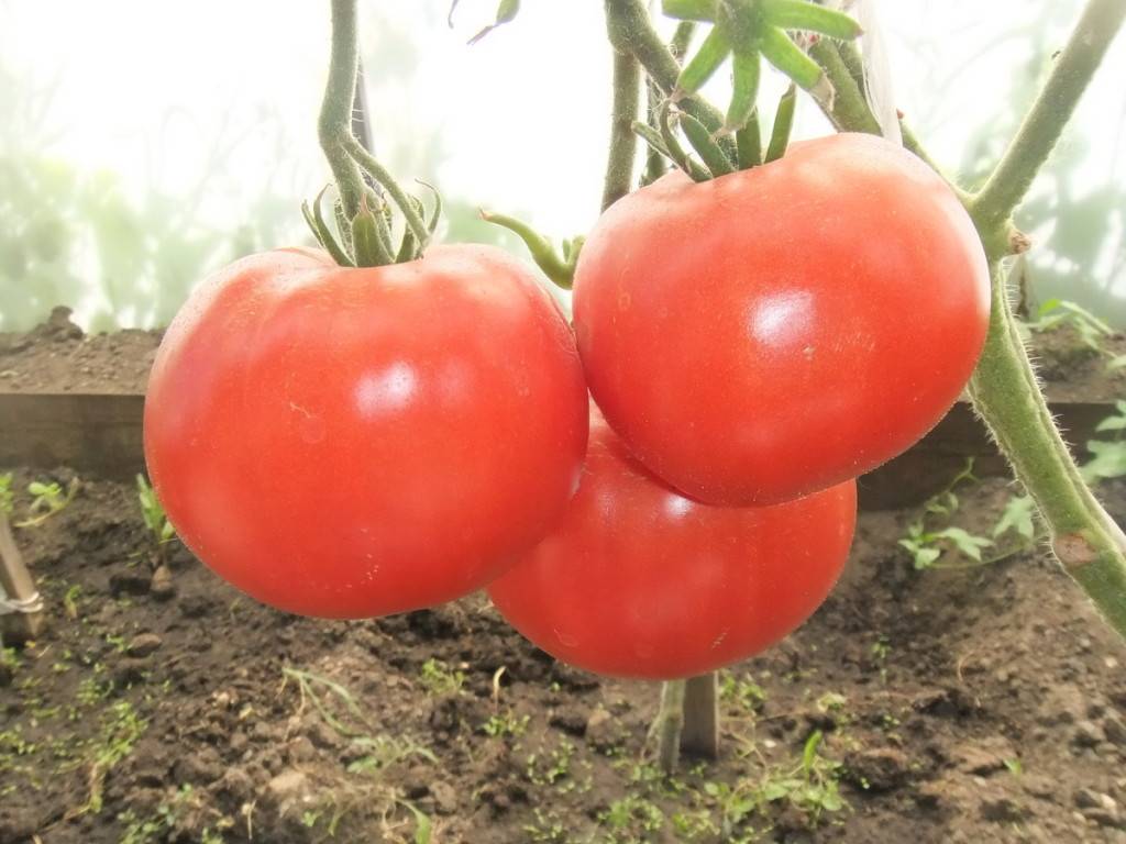 10 лучших сортов помидоров для открытого грунта — рейтинг 2019 года (топ 10)