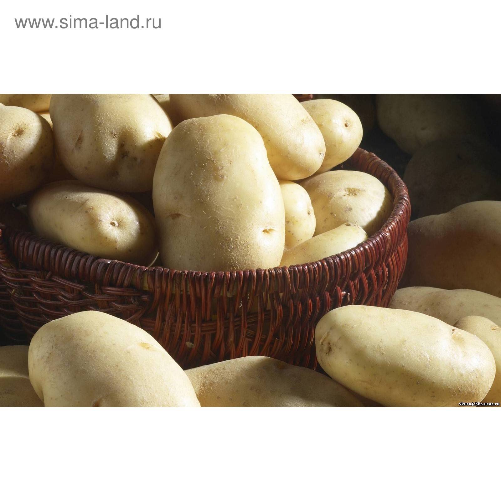 Картофель крепыш
