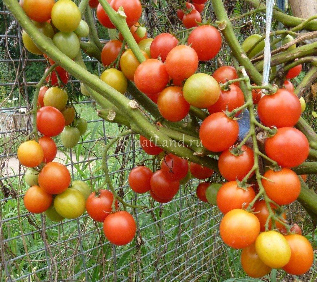 Томат черри вишня красная: характеристика и описание сорта, урожайность с фото