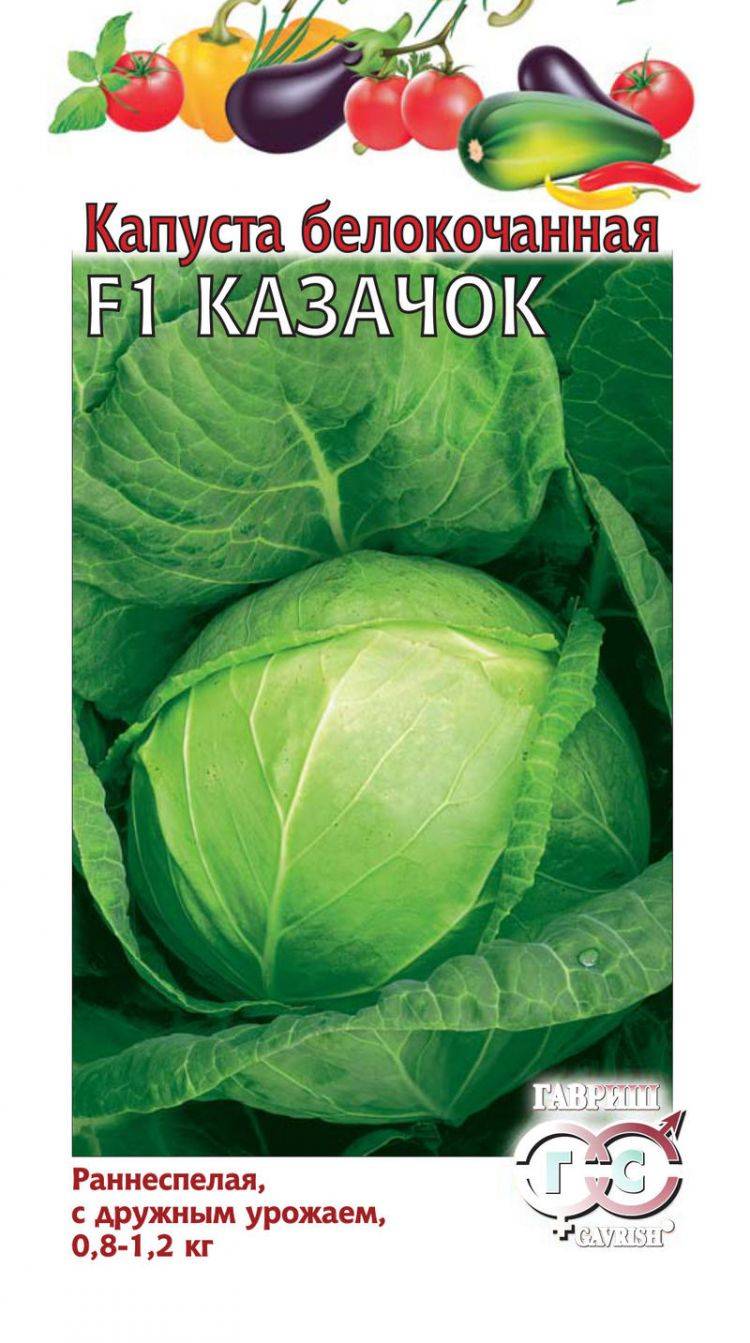 ✅ о капусте казачок: описание и характеристика сорта, как посадить рассаду - tehnomir32.ru