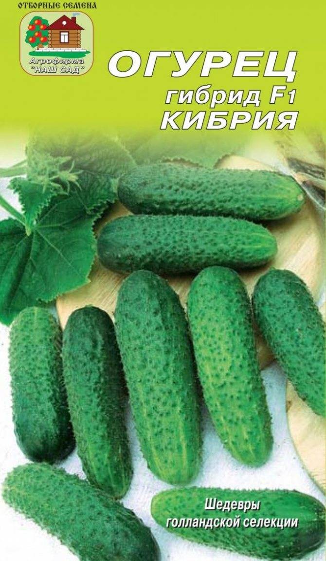 Огурцы кибрия: описание и отзывы о сорте, характеристика и фото куста