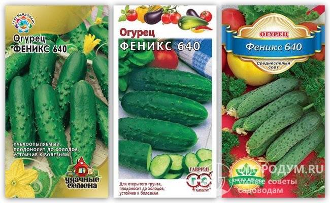 Сорт огурцов феникс