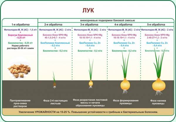 Правильная подкормка лука: залог высокого урожая