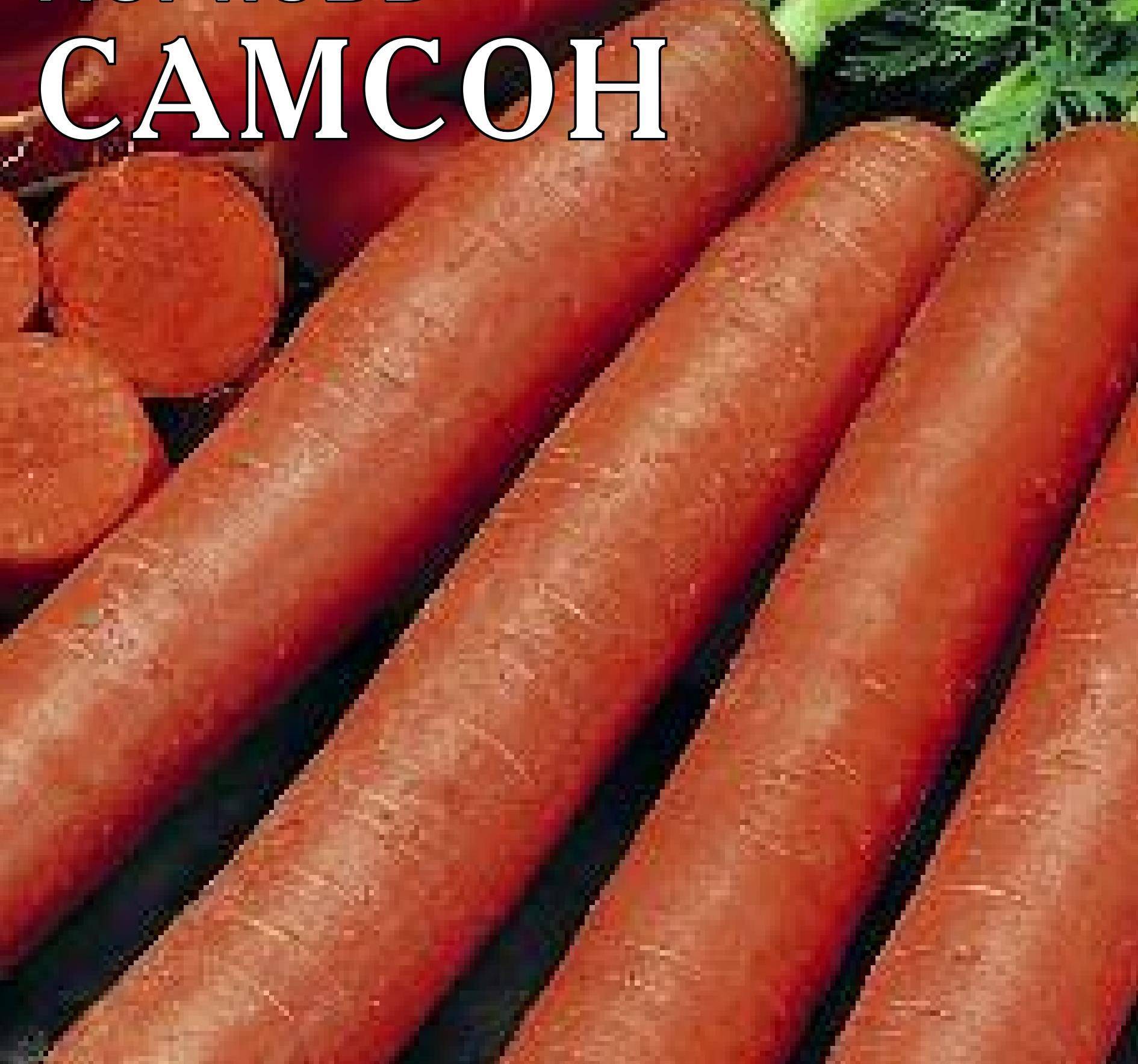 Морковь самсон: топ отзывы, все секреты выращивания с фото