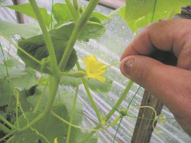 Как опылять огурцы в теплице | вырасти сад!