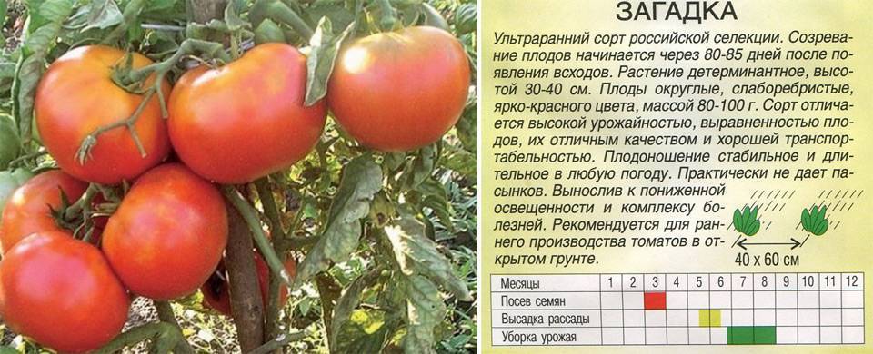 Особенности выращивания помидоров»евпатор»