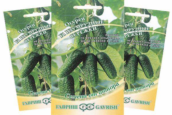 Огурцы «изумрудные сережки»: скороспелые малыши-крепыши