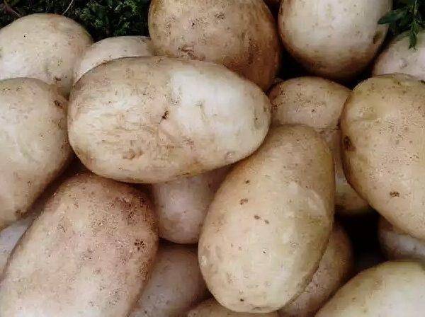 Описание сорта картофеля колетте