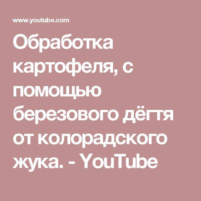 Березовый деготь от колорадского жука: как получить, правила обработки, отзывы