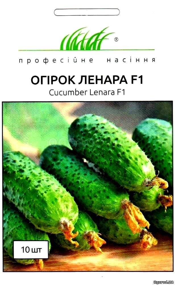 Сверхпродуктивная новинка от голландских селекционеров — огурец ленара f1: описание и характеристика сорта