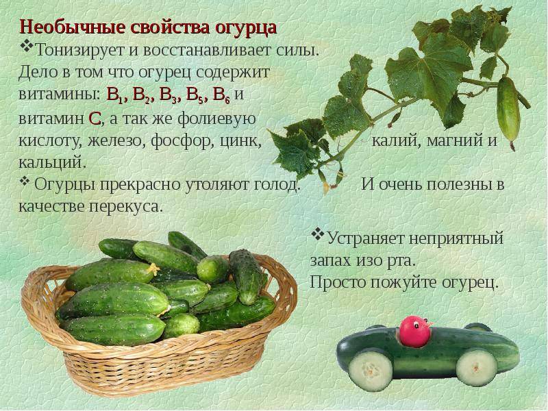 Огурцы: польза и вред для организма, состав и калорийность