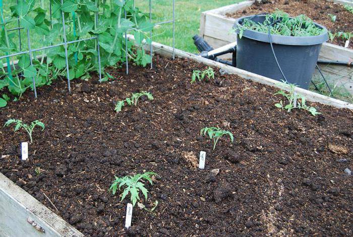 Томаты из семян: как вырастить томаты без рассады? секреты, особенности и правила посева семян прямо в почву | огородники