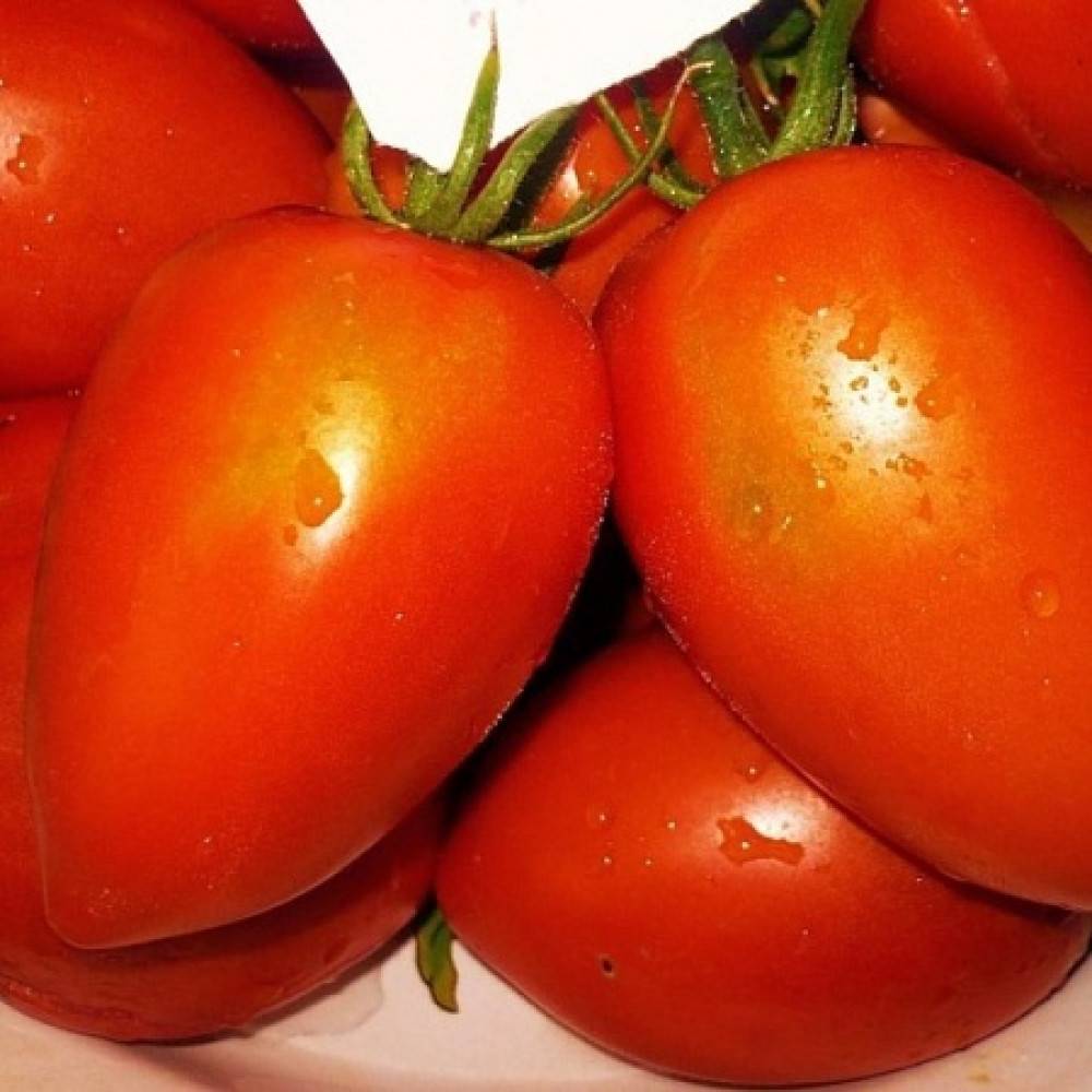 Томат царский подарок: характеристика и описание сорта помидоров, секреты их выращивания для получения богатого урожая
