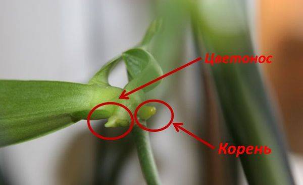 Как отличить корень от цветоноса у орхидеи? 5 фото как правильно определить? особенности стрелок и воздушных корней