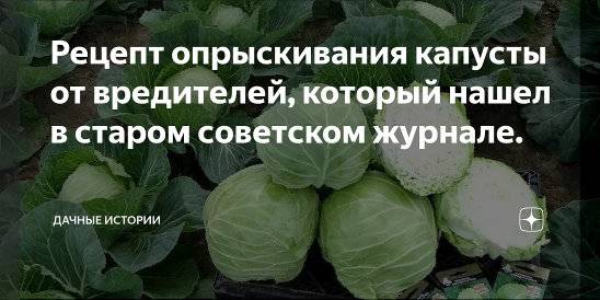 Как обработать капусту валерьянкой от вредителей: пропорции и правила опрыскивания