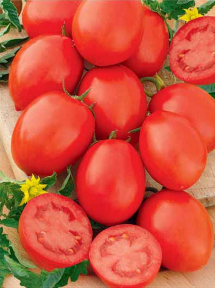 Описание и характеристика сорта томата маруся, его урожайность. томат маруся: описание, отзывы