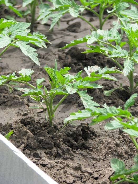 Посадка помидоров: как правильно сажать в открытый грунт и на рассаду, видео