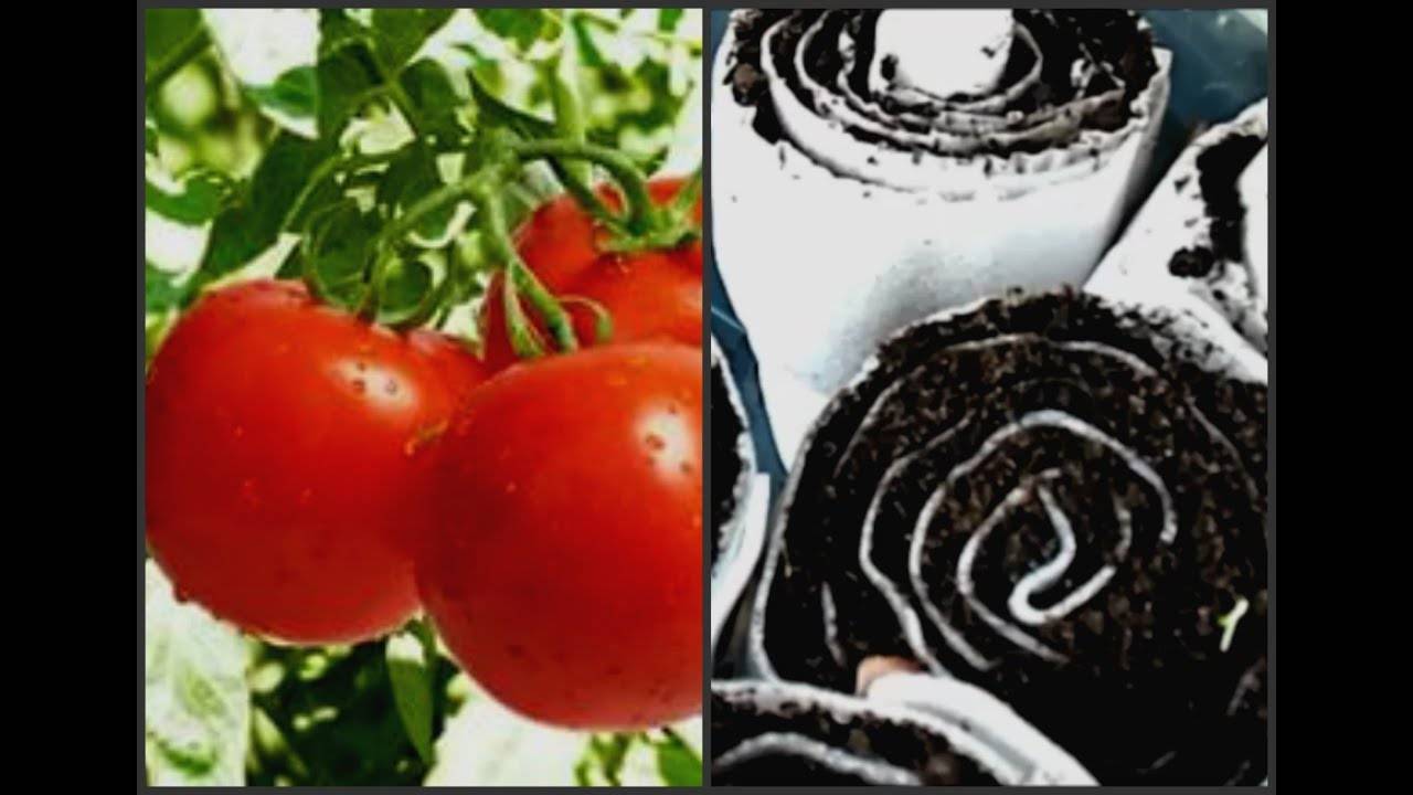 Как посадить помидоры в улитку юлии миняевой, пошаговое руководство