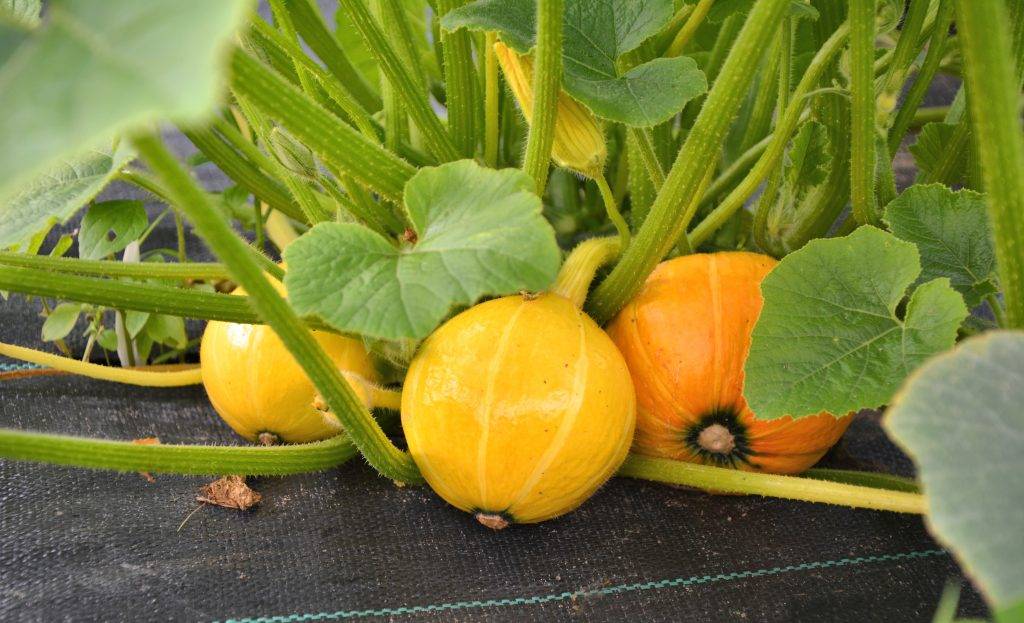 Крупноплодный сорт с позитивным названием — тыква «улыбка»: секреты агротехники для получения обильного урожая