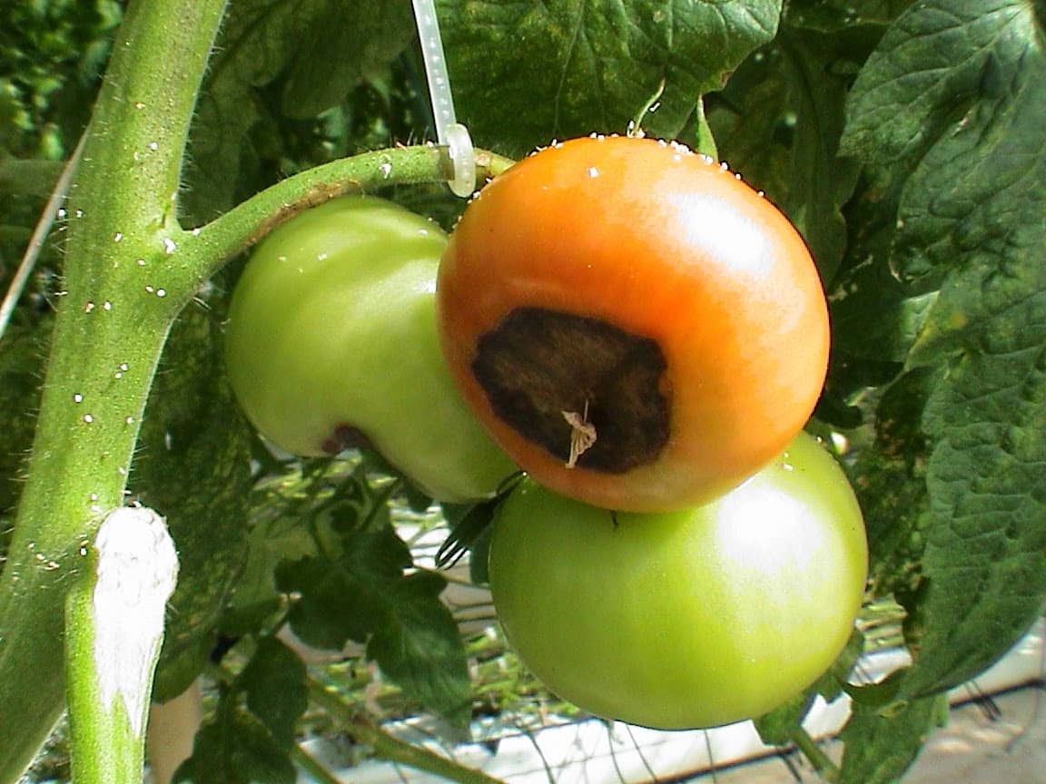 Вершинная гниль томатов: лечение на помидорах в теплице, как бороться в открытом грунте, профилактика