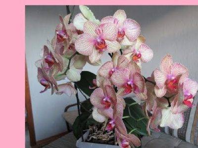 Как часто цветет орхидея в домашних условиях, сколько раз в год и через сколько зацветет детка орхидеи