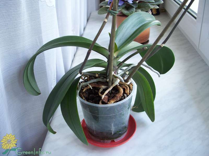 Когда и как долго цветут орхидеи в домашних условиях: несколько правил как зацвести орхидею после покупки.