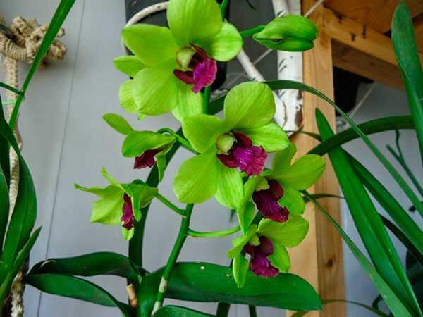 Мини-орхидеи: фото, названия и особенности ухода - проект "цветочки" - для цветоводов начинающих и профессионалов