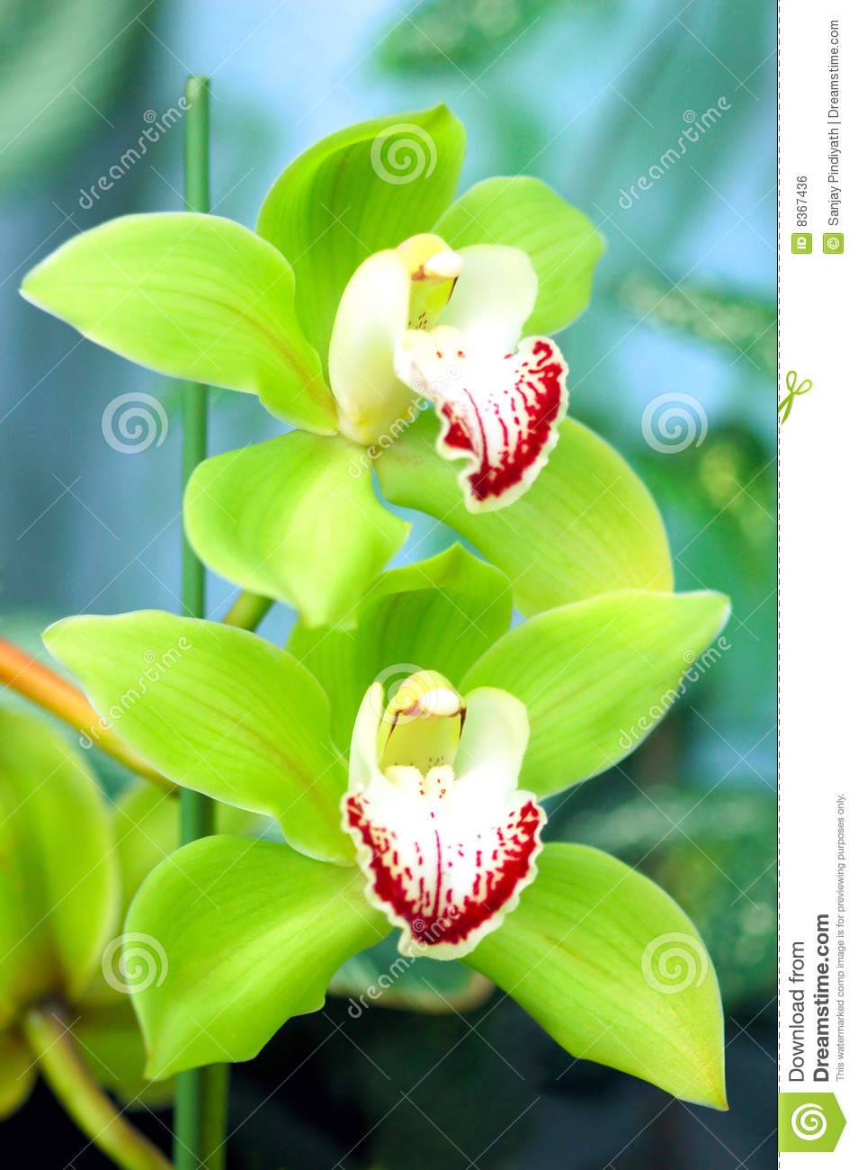 Расцветки орхидеи selo.guru — интернет портал о сельском хозяйстве