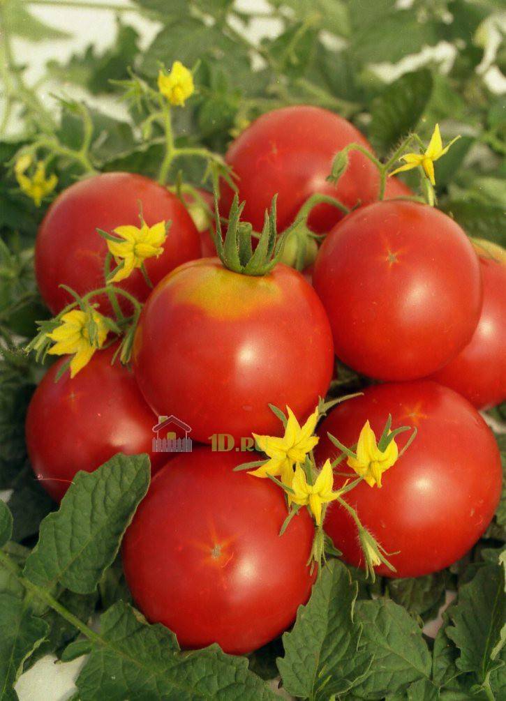 Помидоры «огни москвы»: описание сорта, особенности ухода, фото томата