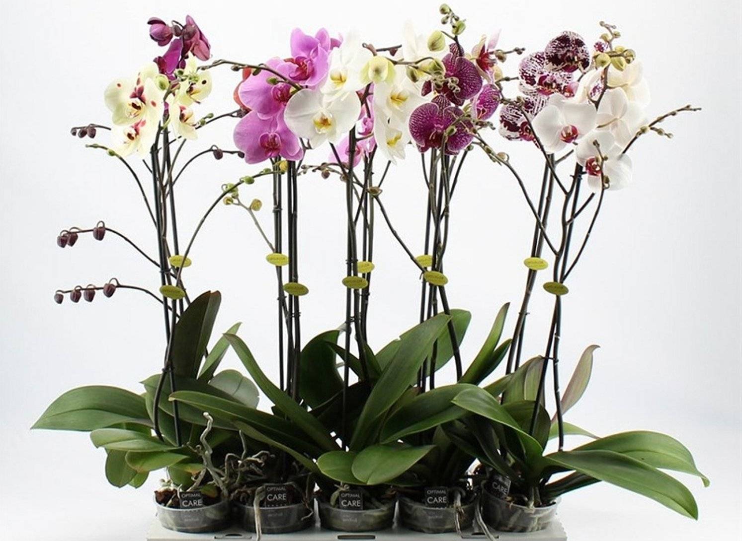 Тля на орхидее: причины появления, как бороться в домашних условиях