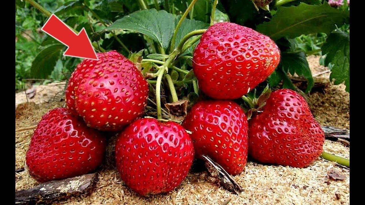 Топ-20 самых лучших сортов клубники для средней полосы: на любой вкус и размер