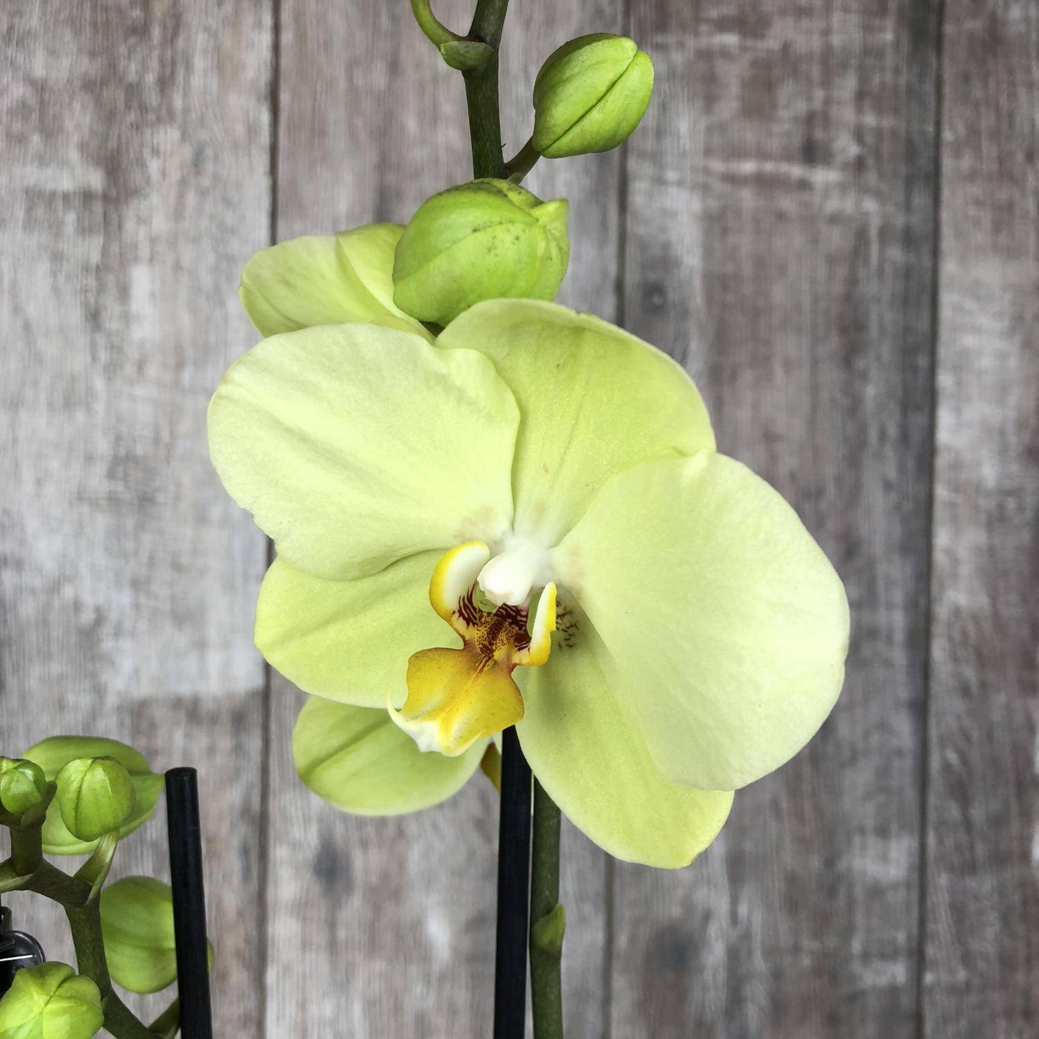 Зеленая орхидея: основные сорта цветка, их фото в горшках, особенности ухода, вредители и болезни русский фермер