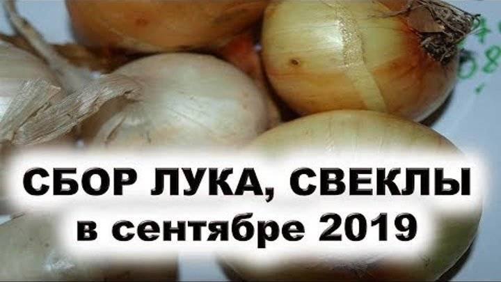 Когда по лунному календарю убирать морковь? - журнал "совхозик"