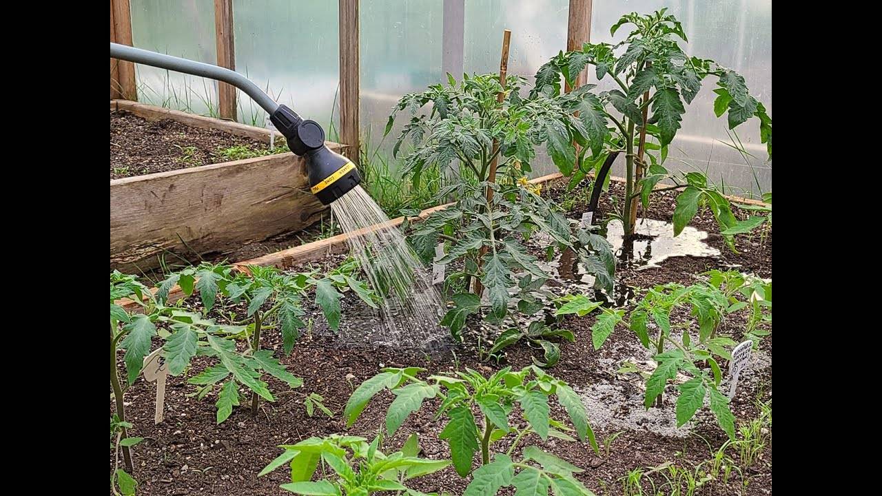 Как нужно поливать рассаду помидоров весной 2019 года до и после пикировки, правильный и неправильный полив