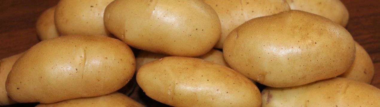 Фиолетовый картофель: описание сорта с сиреневой кожурой и белой мякотью, как называется и отзывы, майами, трюфельном, чудеснике, голубой дунай, северное сияние