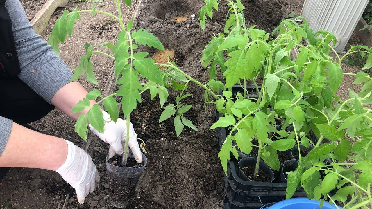 Как вырастить рассаду помидоров: полезные рекомендации